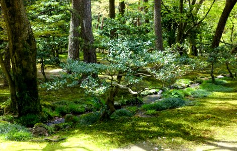 Woodland - Kenroku-en - Kanazawa, Japan - DSC09659