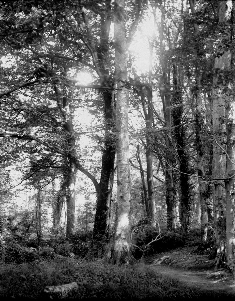Woodland (1293550)