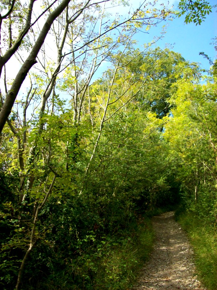 Woodland path, Box Hill