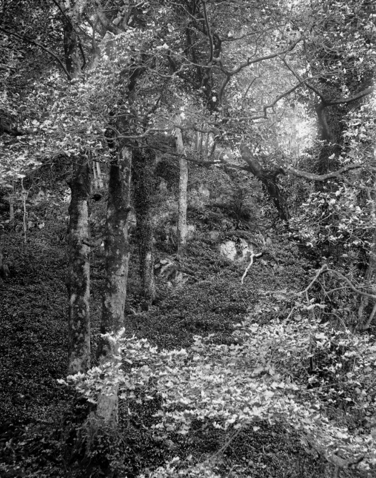 Woodland (1293704)