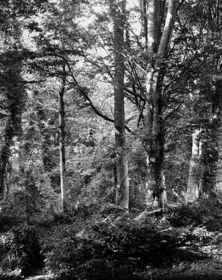 Woodland (1294633)
