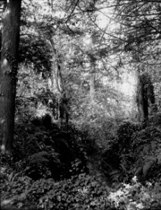 Woodland (1294984)