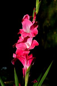 Sword flower blossom bloom