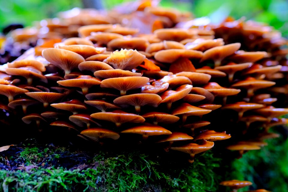 Forest nature autumn