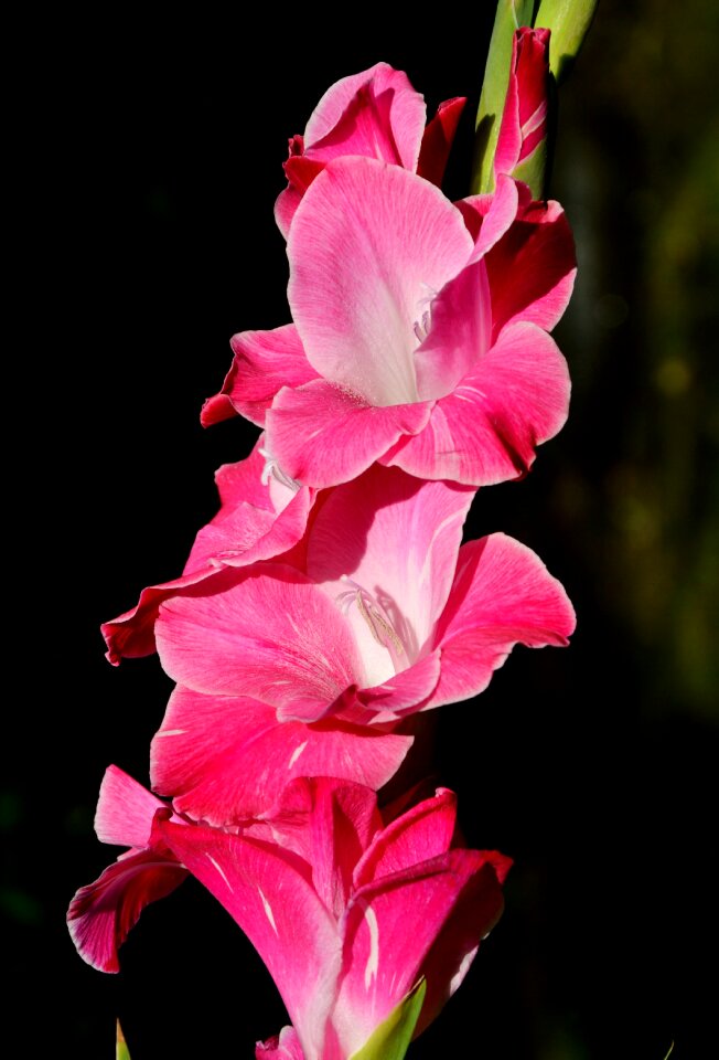 Sword flower blossom bloom