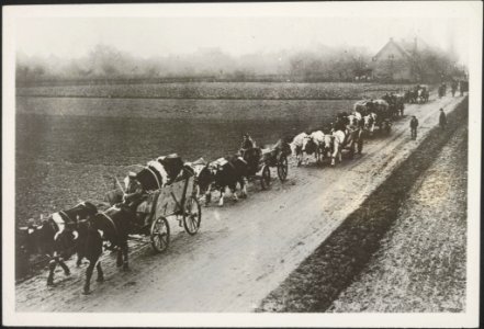 World War I. Germans entering Holland, taking with them stolen cattle. Note the , Bestanddeelnr 158-2069