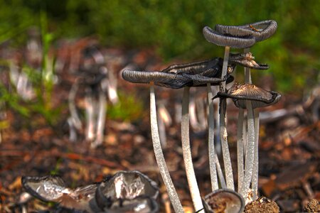 Autumn mushroom picking autumn beginning