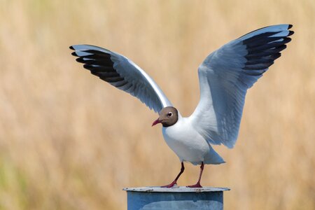 Nature gull bird photo