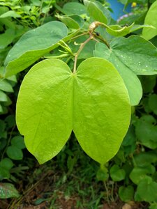 Green blade nature