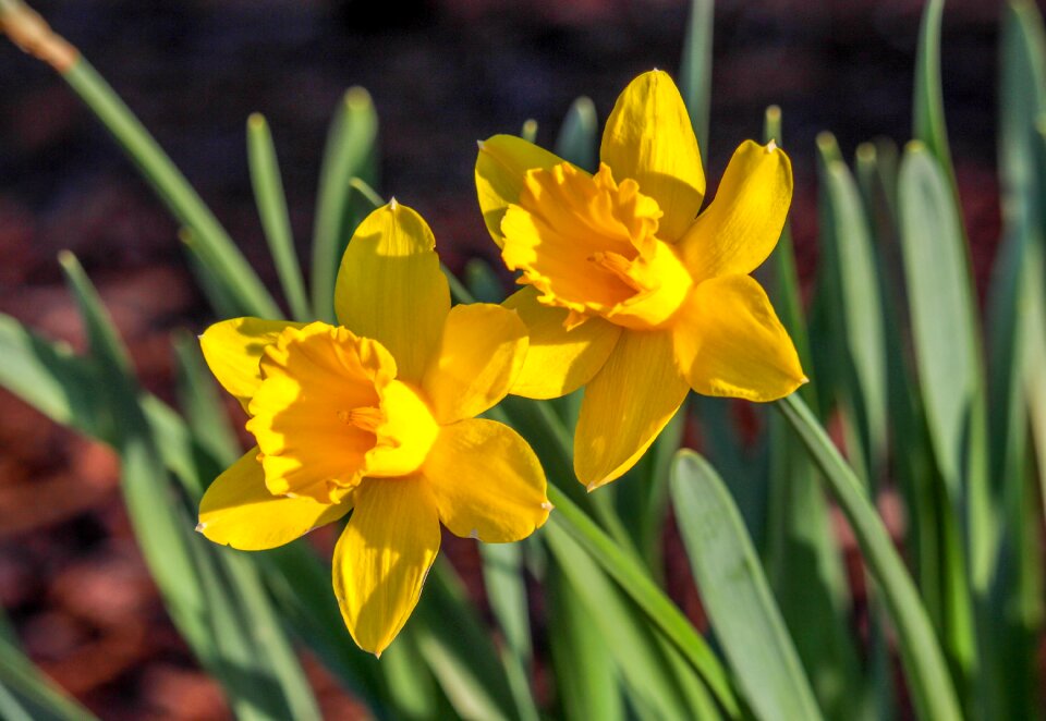 Flora easter garden