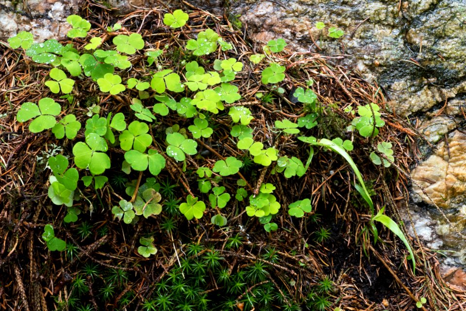 Wood sorrel and haircap moss