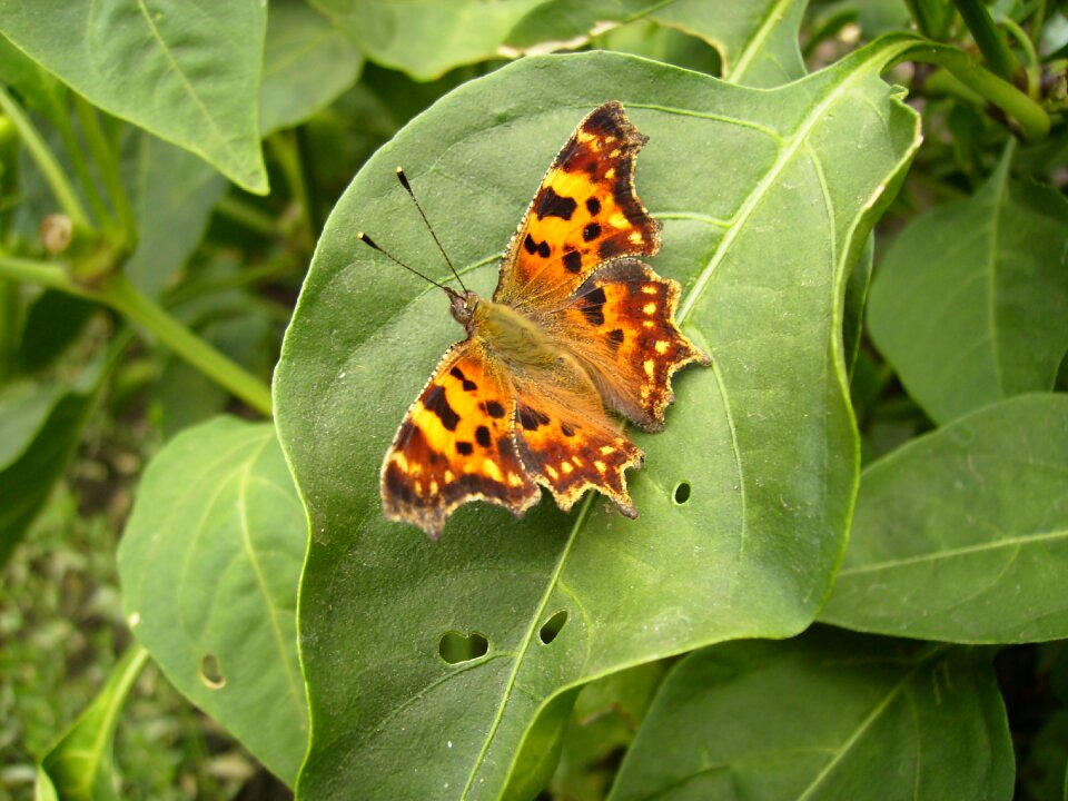 Butterfly on leaf butterfly orange butterfly
