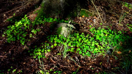 Wood sorrel at Myrstigen track
