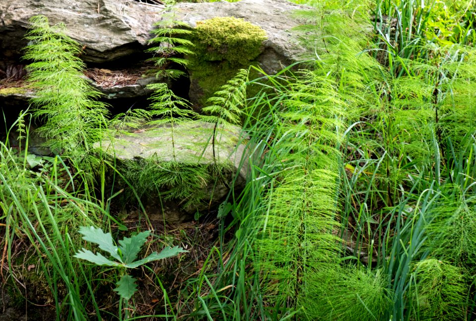 Wood horsetail in Gullmarsskogen nature reserve 3