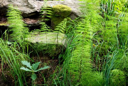 Wood horsetail in Gullmarsskogen nature reserve 3 photo