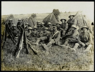 Worcesters resting in a cornfield, Bestanddeelnr 158-0172