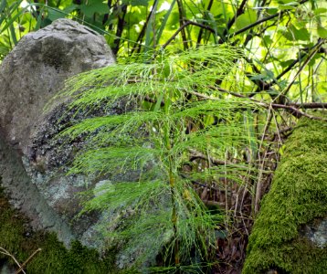 Wood horsetail in Gullmarsskogen nature reserve 1