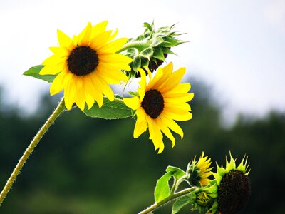 Nature blooming sunflower summer