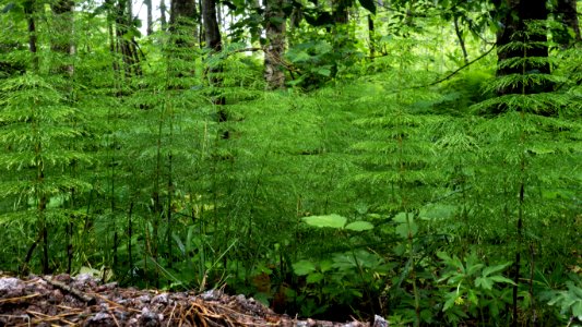 Wood horsetail in Gullmarsskogen 1