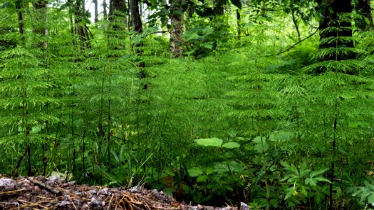 Wood horsetail in Gullmarsskogen 1 photo