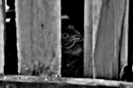 Wood Cage (252074969)