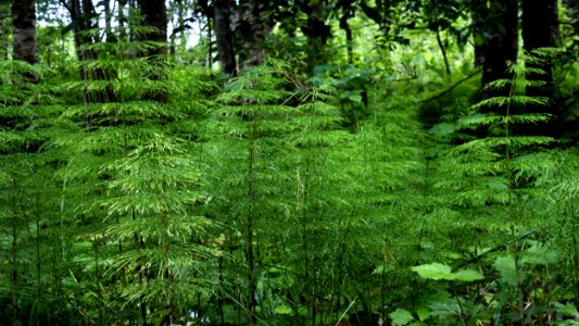 Wood horsetail in Gullmarsskogen 3 photo