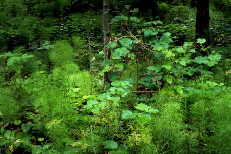 Wood horsetail and vines in Gullmarsskogen photo