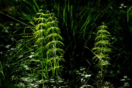 Wood horsetails at Myrstigen trail 1 photo