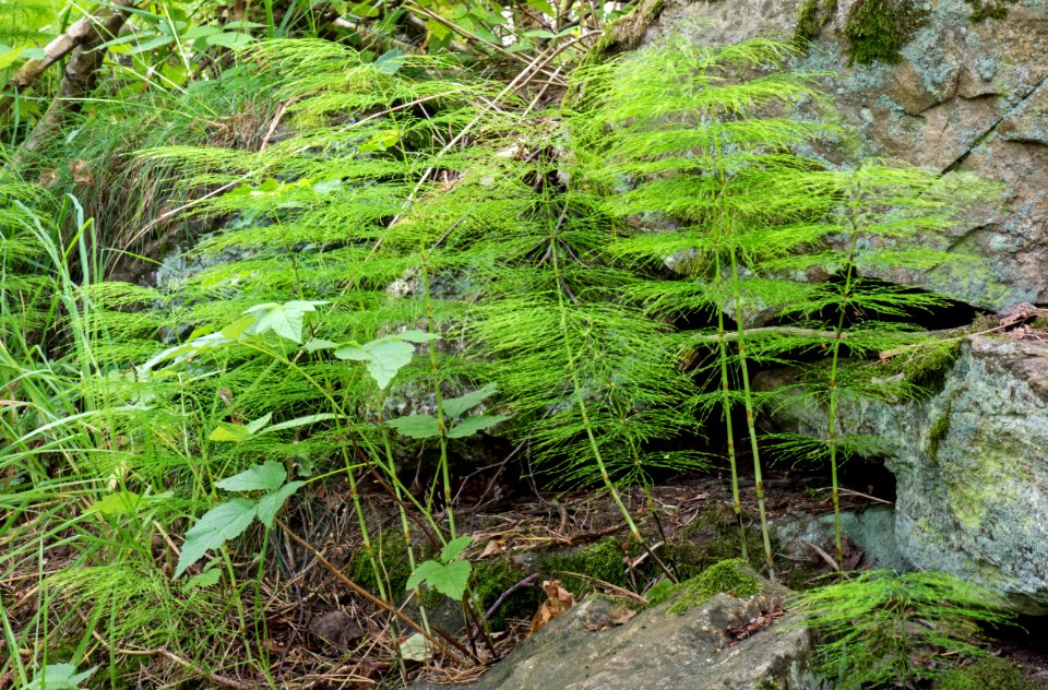 Wood horsetail in Gullmarsskogen nature reserve 2