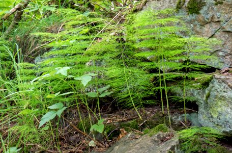 Wood horsetail in Gullmarsskogen nature reserve 2 photo