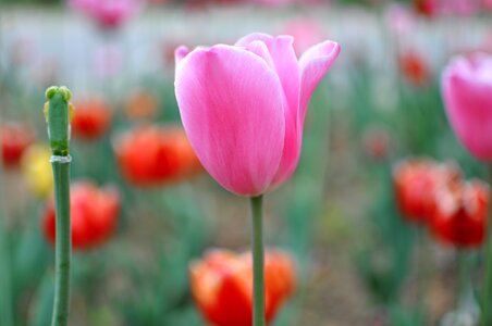 Flower plant tulip photo