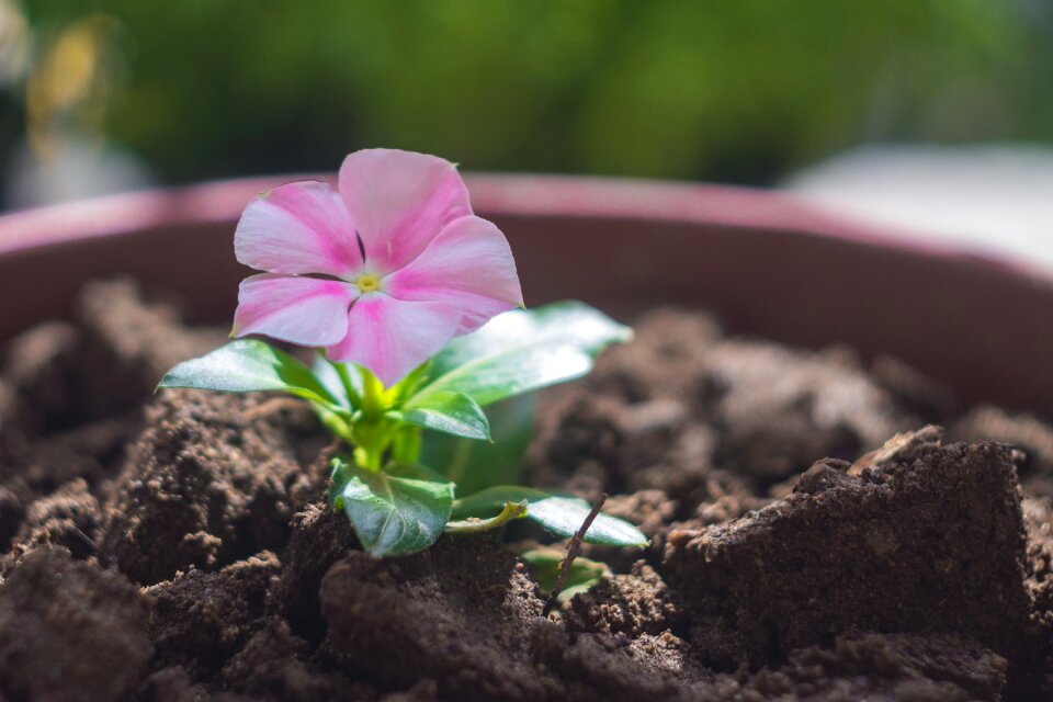 Spring macro nature