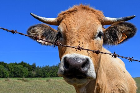 Head rousse livestock