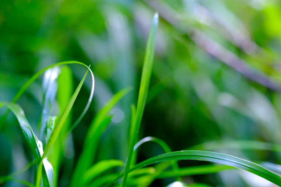 Grasses meadow green