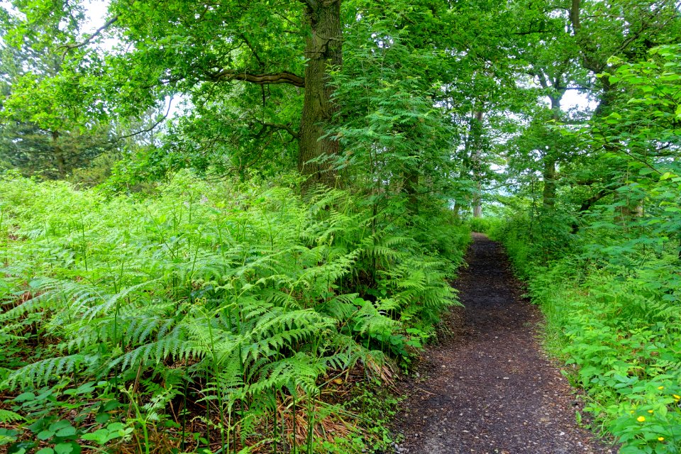 Woodland Walk - Biddulph Grange Garden - Staffordshire, England - DSC09248