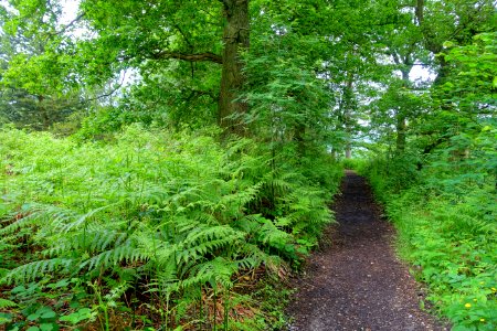 Woodland Walk - Biddulph Grange Garden - Staffordshire, England - DSC09248