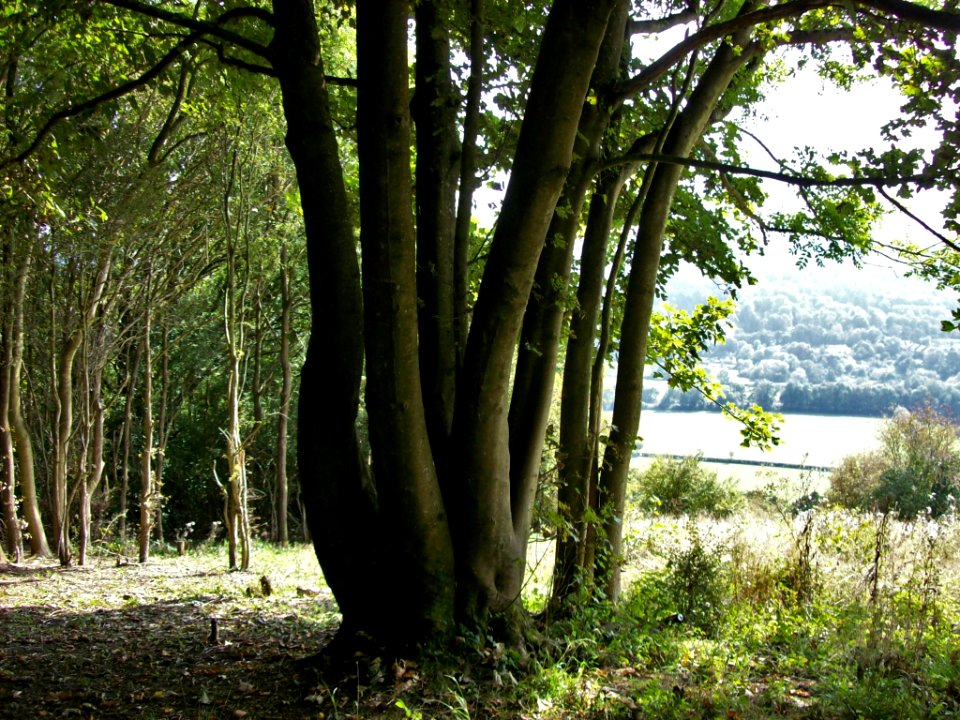Woodland on Box Hill