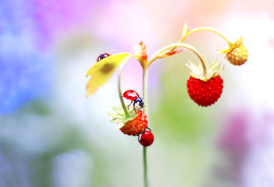 Woodland Strawberry (221984647)