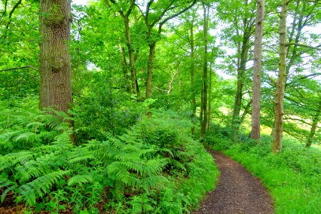 Woodland Walk - Biddulph Grange Garden - Staffordshire, England - DSC09256