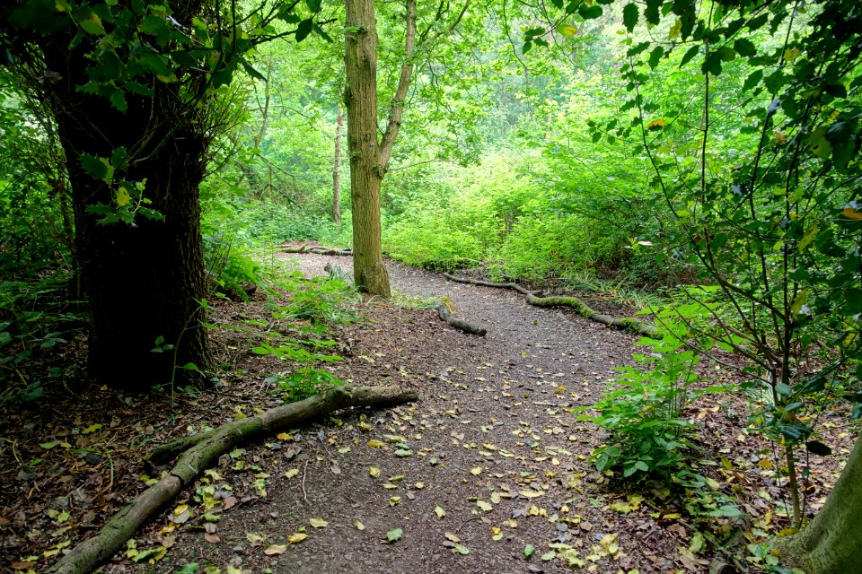 Woodland Walk - Biddulph Grange Garden - Staffordshire, England - DSC09244