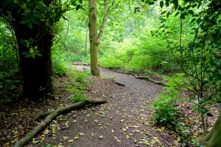 Woodland Walk - Biddulph Grange Garden - Staffordshire, England - DSC09244