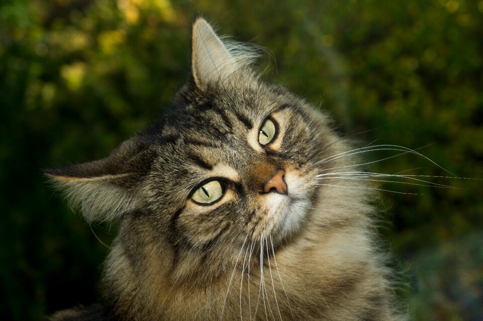 Domestic cat curious head