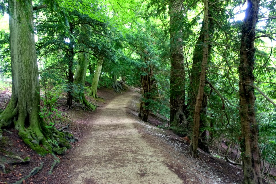 Woodland walk - Studley Royal Park - North Yorkshire, England - DSC00915