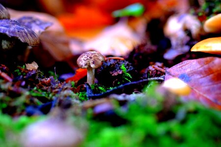 Nature autumn moss photo