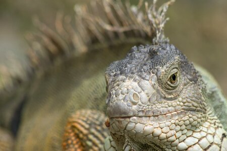 Lizard wild vertebrate