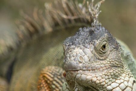 Lizard wild vertebrate photo