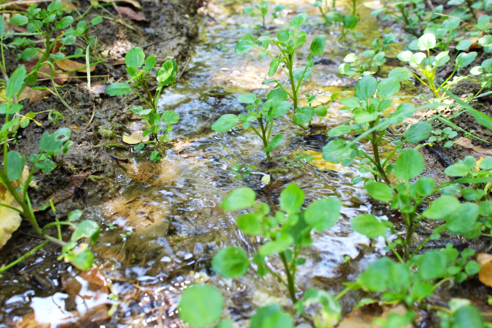 Stream summer forest photo