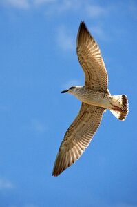 Sea gull hunting sea photo