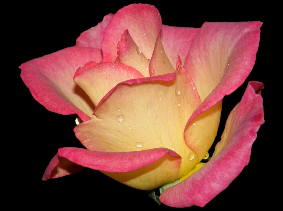 Nature rose blooming