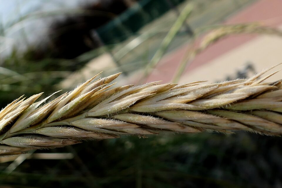 Dune grass barley grain